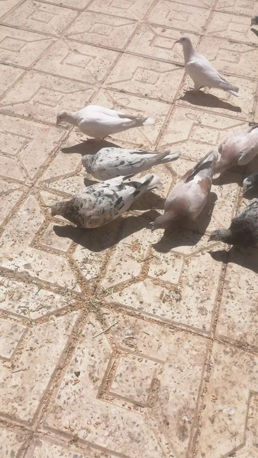 کبوتر یا کفتر وکمک ریگلاژی سیستم سنگین حرفه ای|پرنده|بیرجند, |دیوار