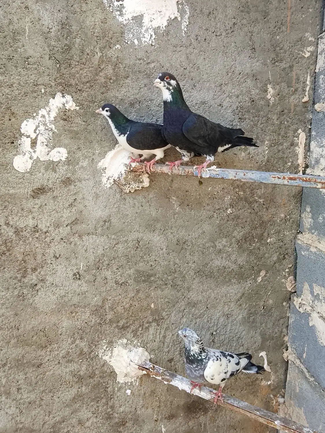 کبوتر ساده|پرنده|صفی آباد, |دیوار