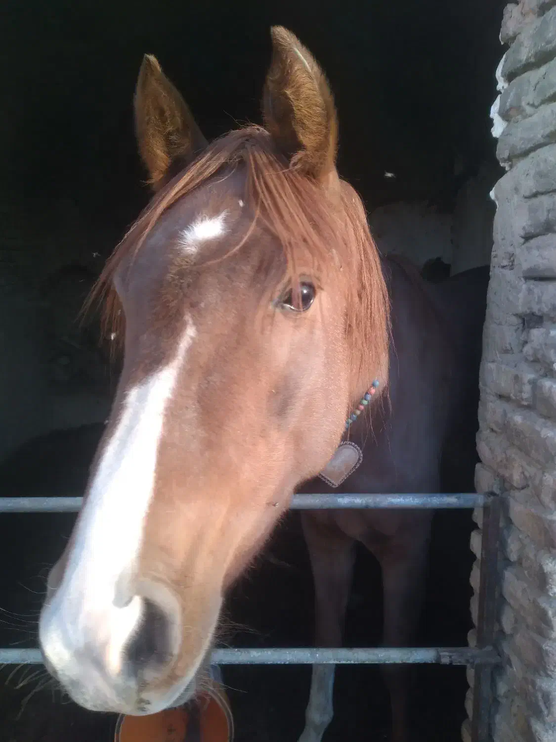 نریان کرنگ ۳قلم سفید چهار نشان ۳ساله کره طغیان|اسب و تجهیزات اسب‌سواری|گلپایگان, |دیوار