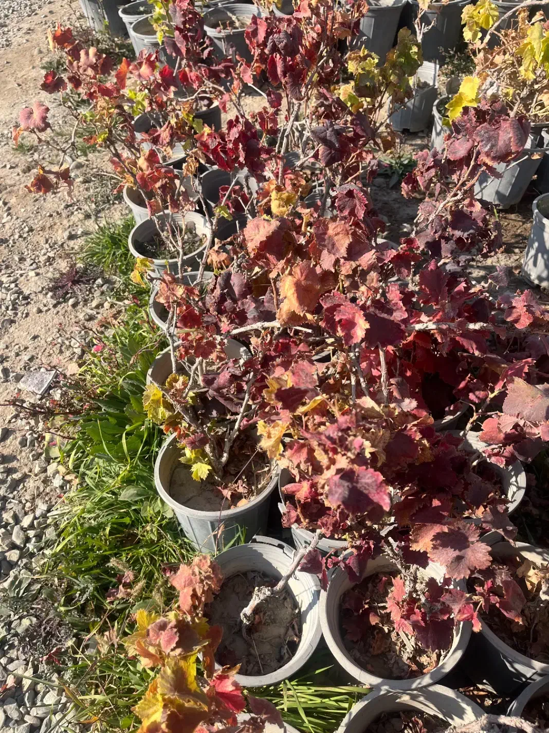 کاشت و عرضه انگور شانی (شرابی)|خدمات باغبانی و درختکاری|تهران, شهرک استقلال|دیوار