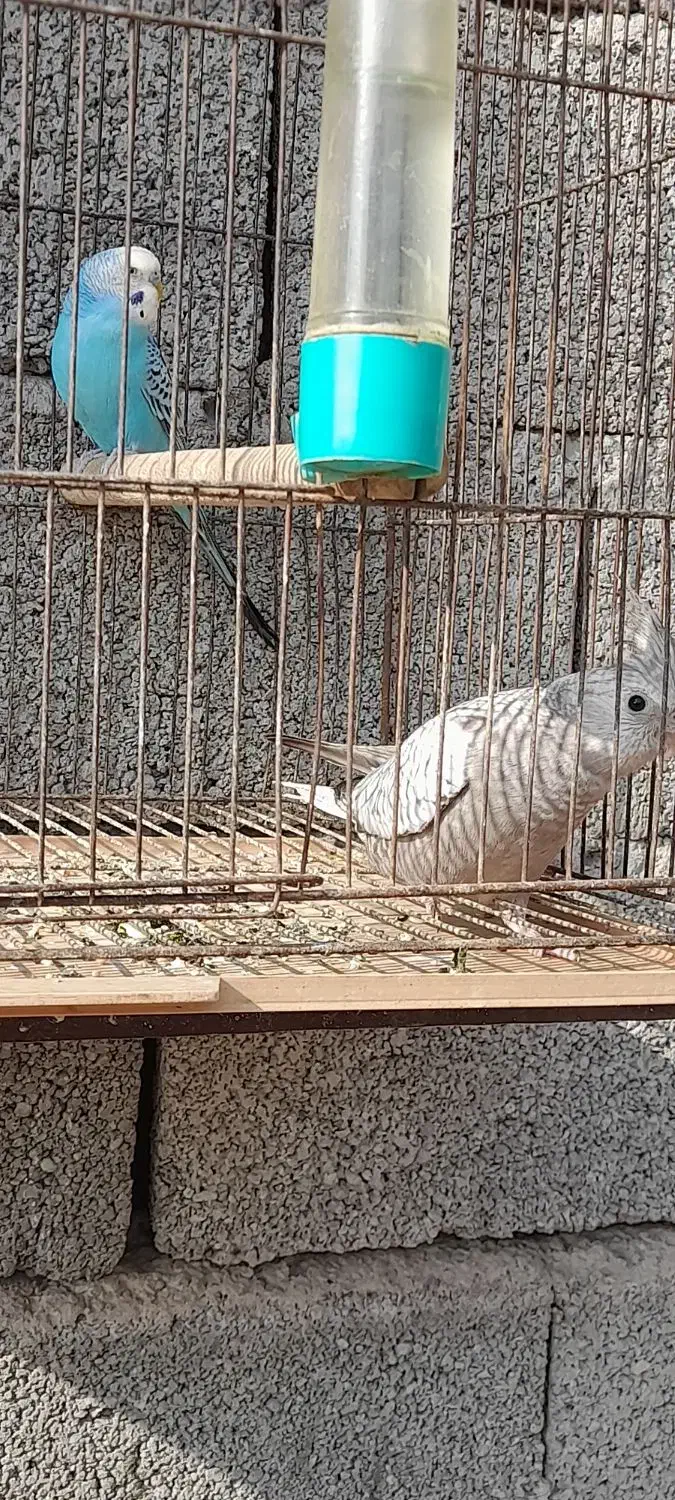 طوطی عروس وایت فیس ومرغ عشق|پرنده|لنگرود, |دیوار