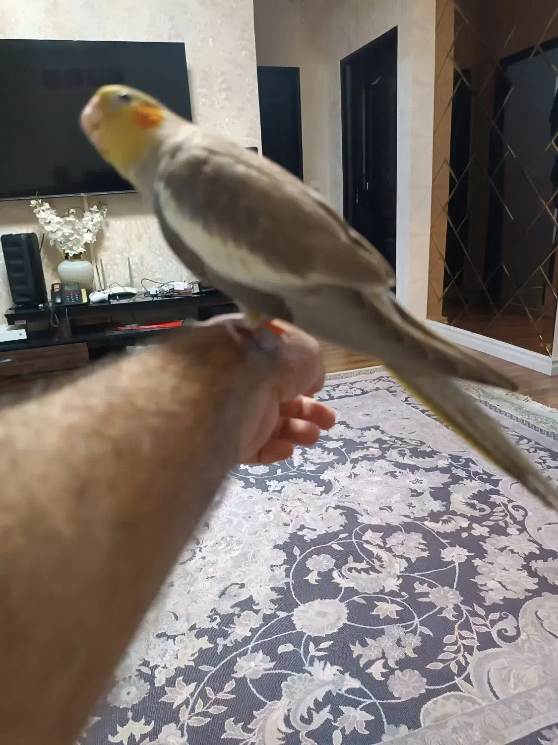 عروس هلندی نر دوماهه|پرنده|رشت, کوی مهر|دیوار