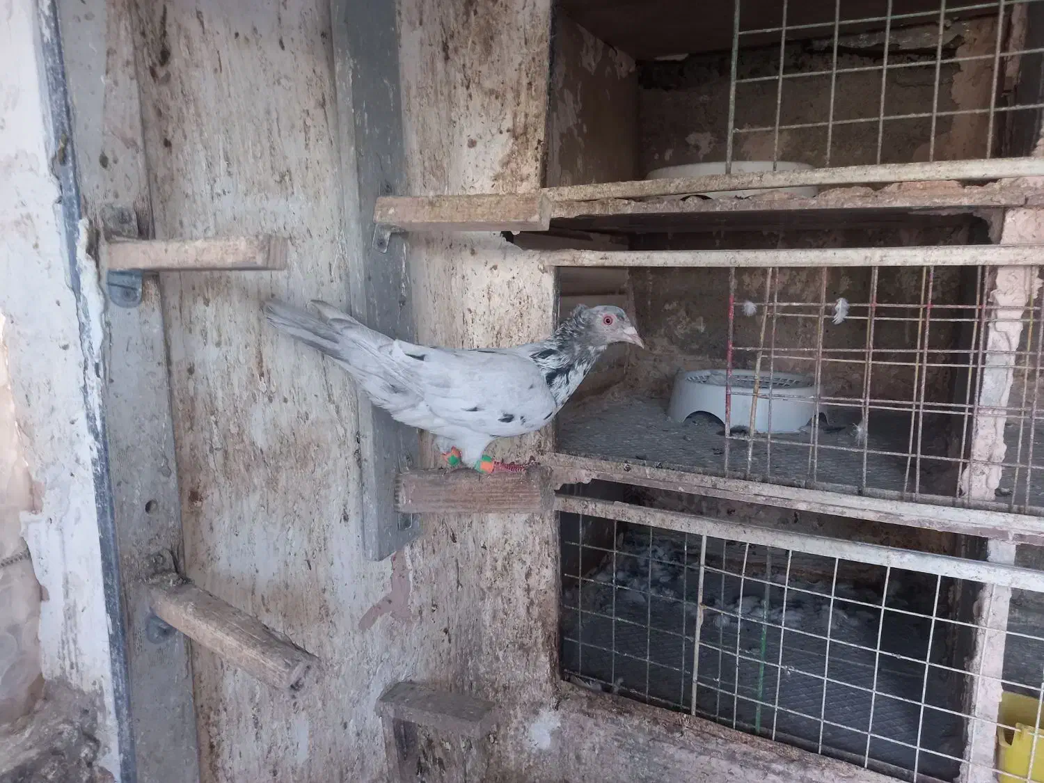 یک عدد هفرنگ ماده|پرنده|سبزوار, جهاد کشاورزی|دیوار