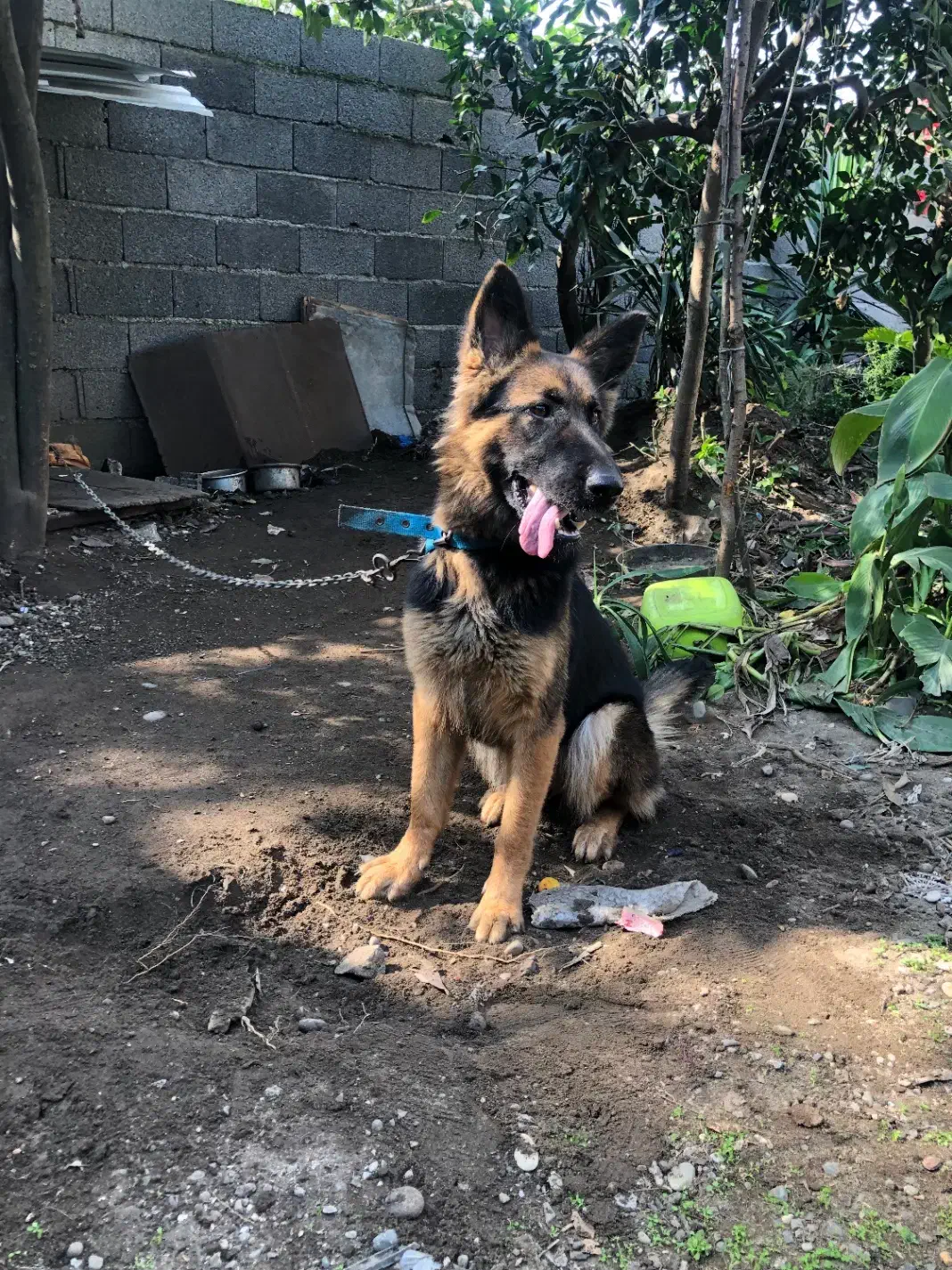 سگ ژرمن|سگ|کلاچای, |دیوار