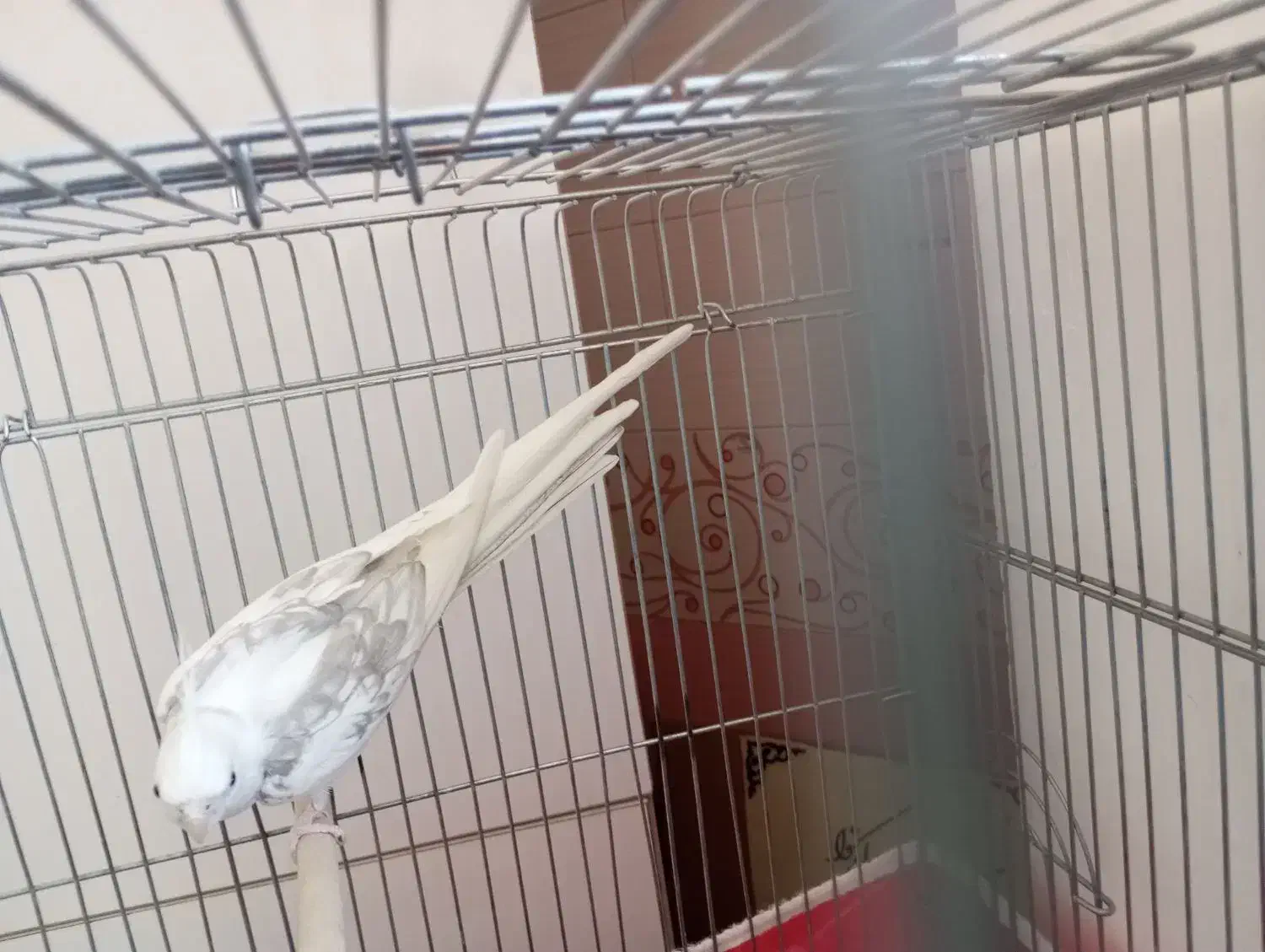 عروس آلبینو نر فوق‌العاده به شرط|پرنده|اصفهان, شهرک کاوه|دیوار