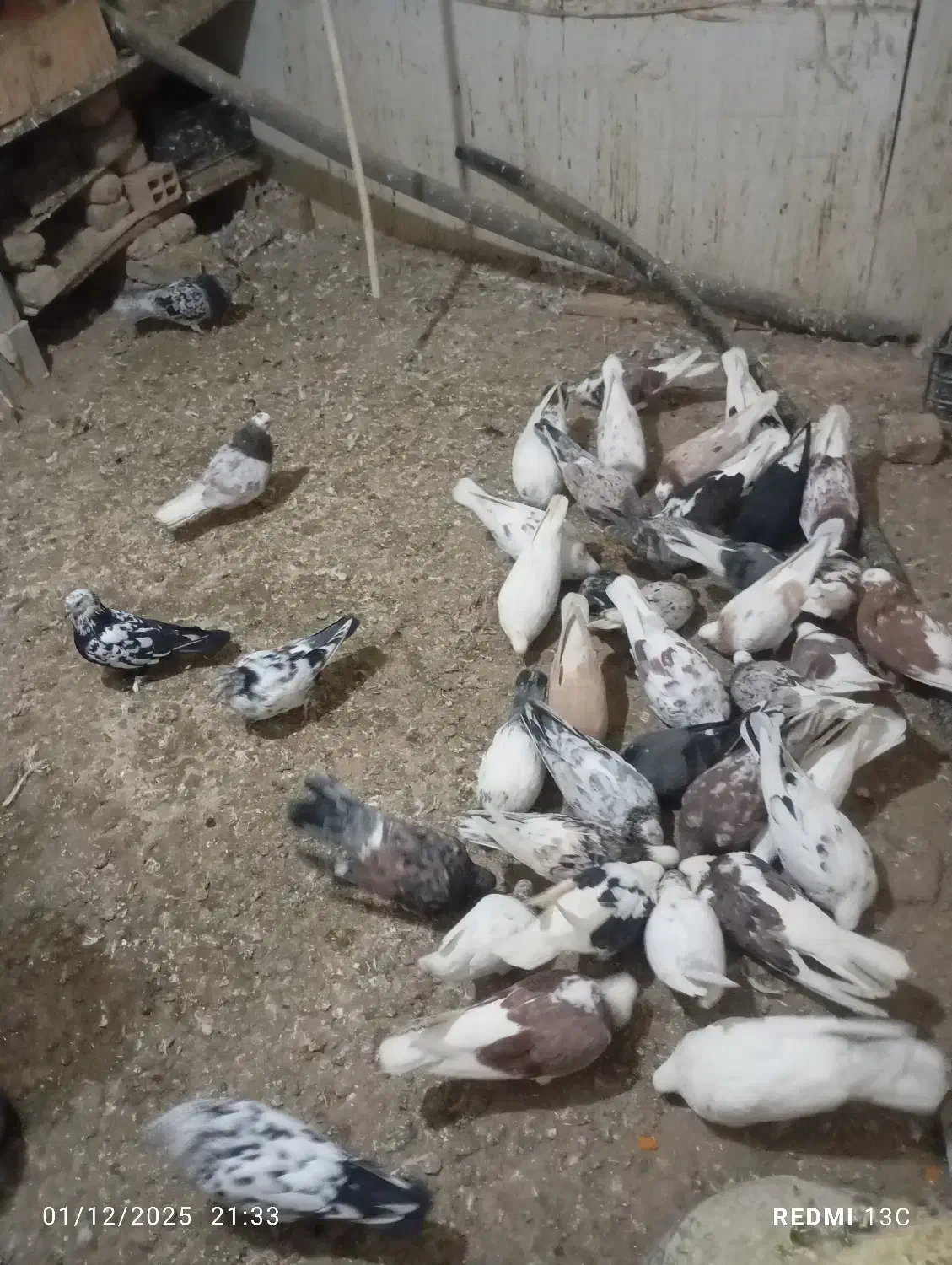 کفتر تهرانی|پرنده|بومهن, |دیوار