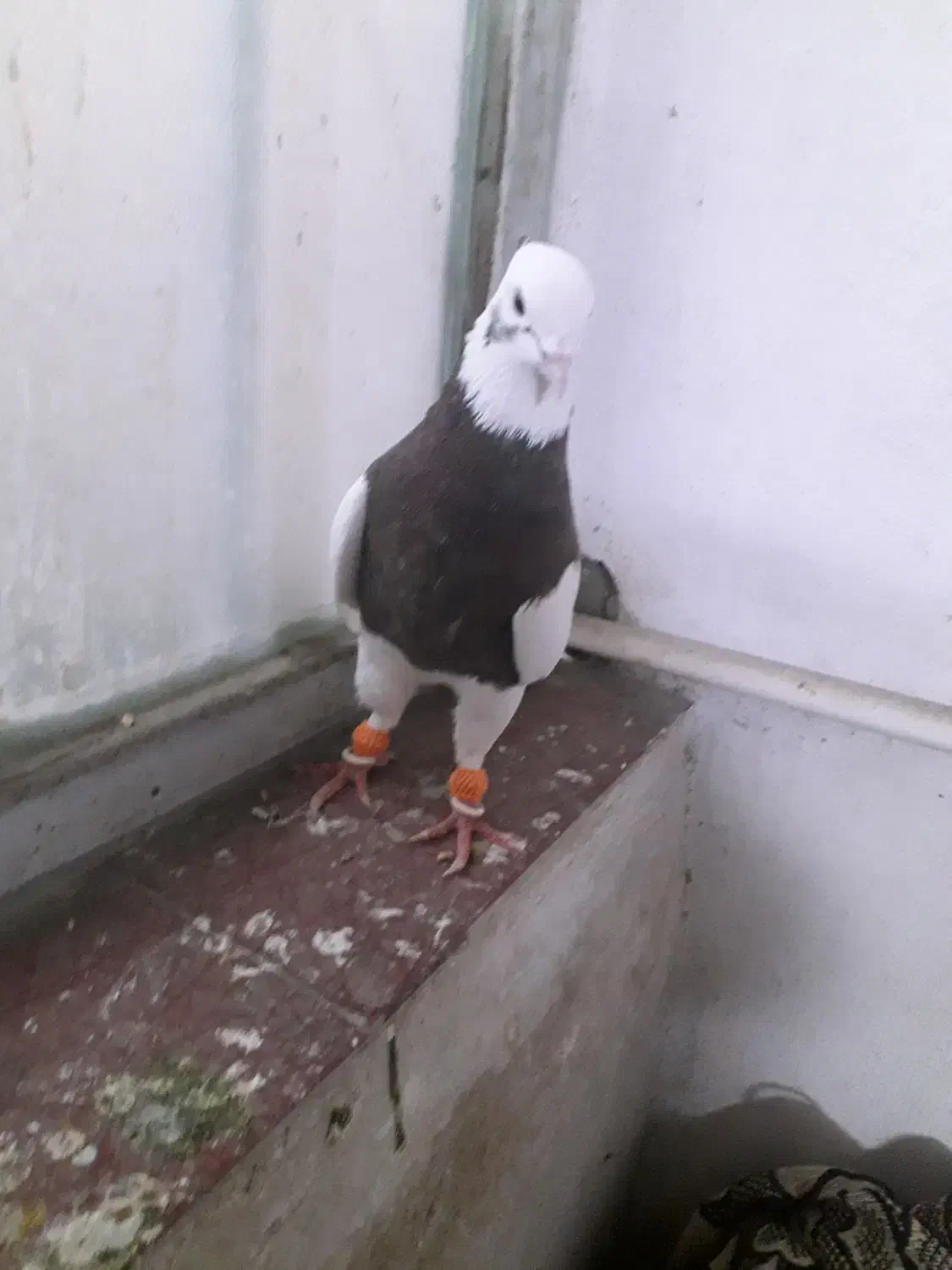 کبوتر|پرنده|شیراز, کوشک میدان|دیوار