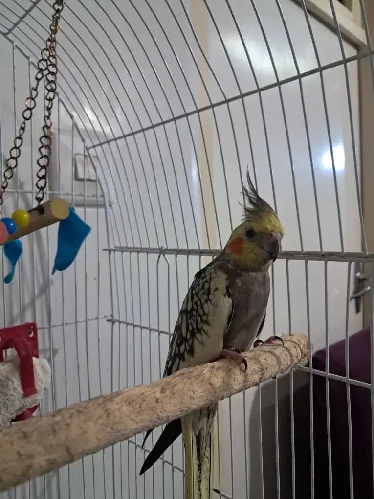 عروس هلندی|پرنده|آستارا, |دیوار