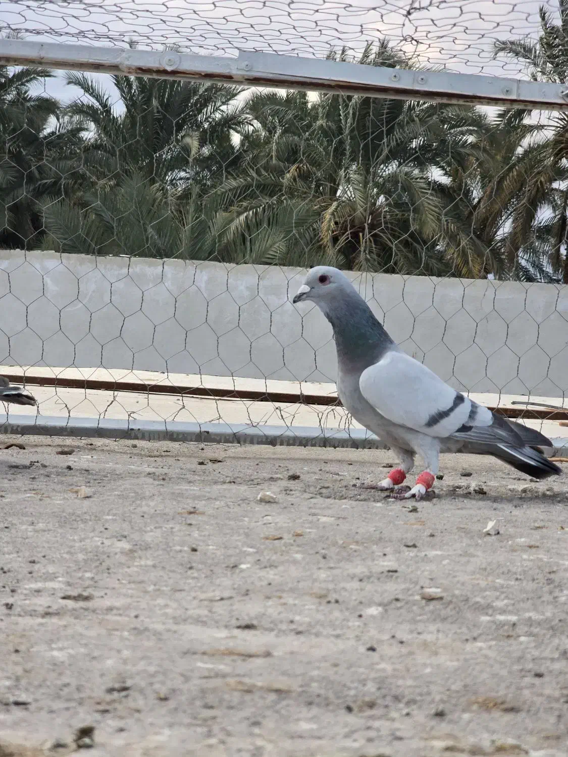 کبوتر|پرنده|بم, |دیوار