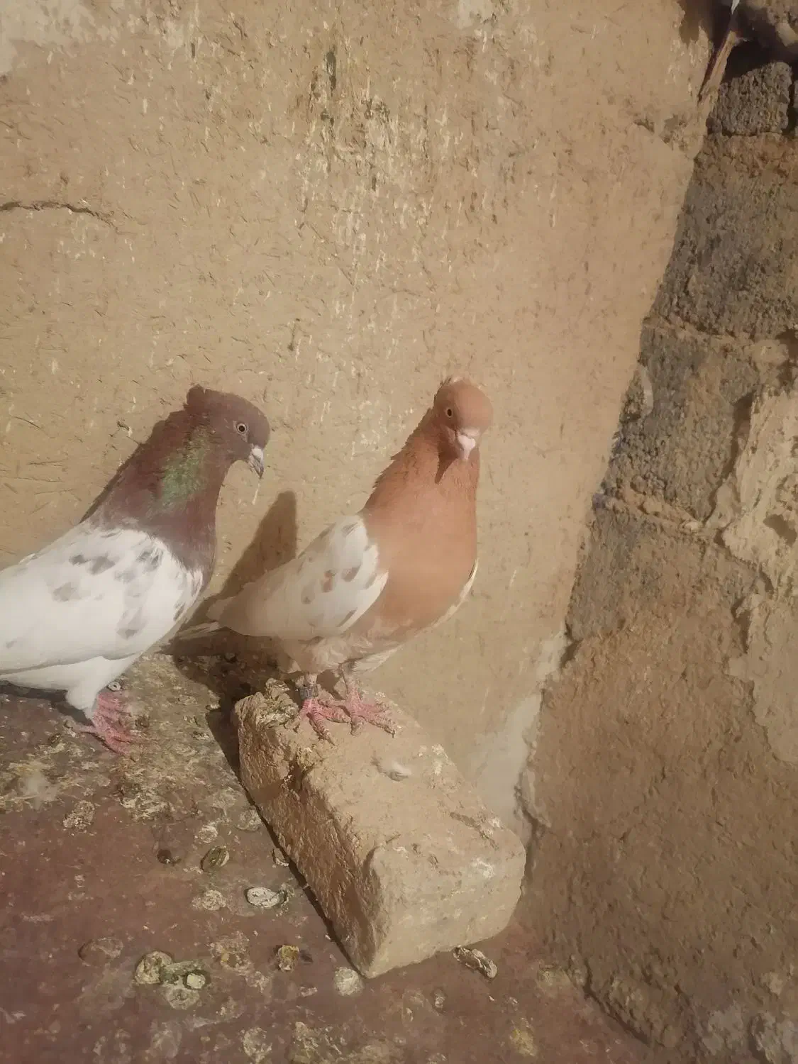 یک جفت ساری وقرمز باش|پرنده|بستان آباد, |دیوار