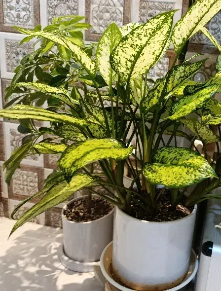 تعدادی گل اپارتمانی|گل و گیاه طبیعی|تهران, نیروی هوایی (پیروزی)|دیوار