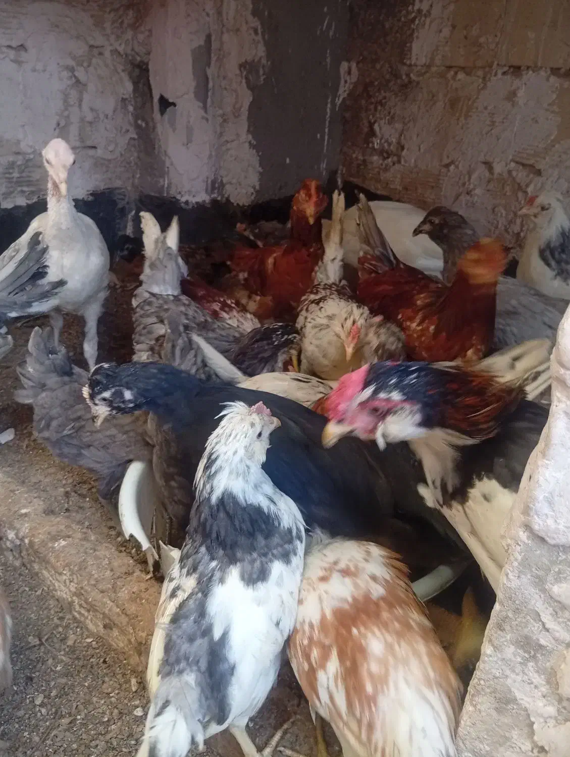 جوجه سه ماهه گلین زیر مرغی|حیوانات مزرعه|مشهد, گلشور|دیوار