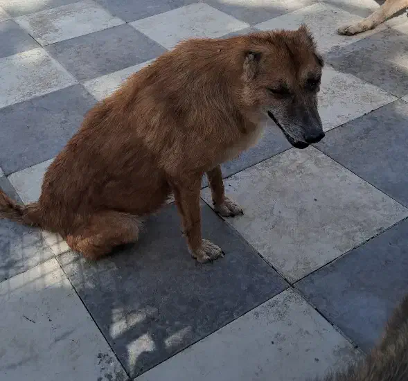 کارگر ساده|استخدام سرایداری و نظافت|وحیدیه, |دیوار