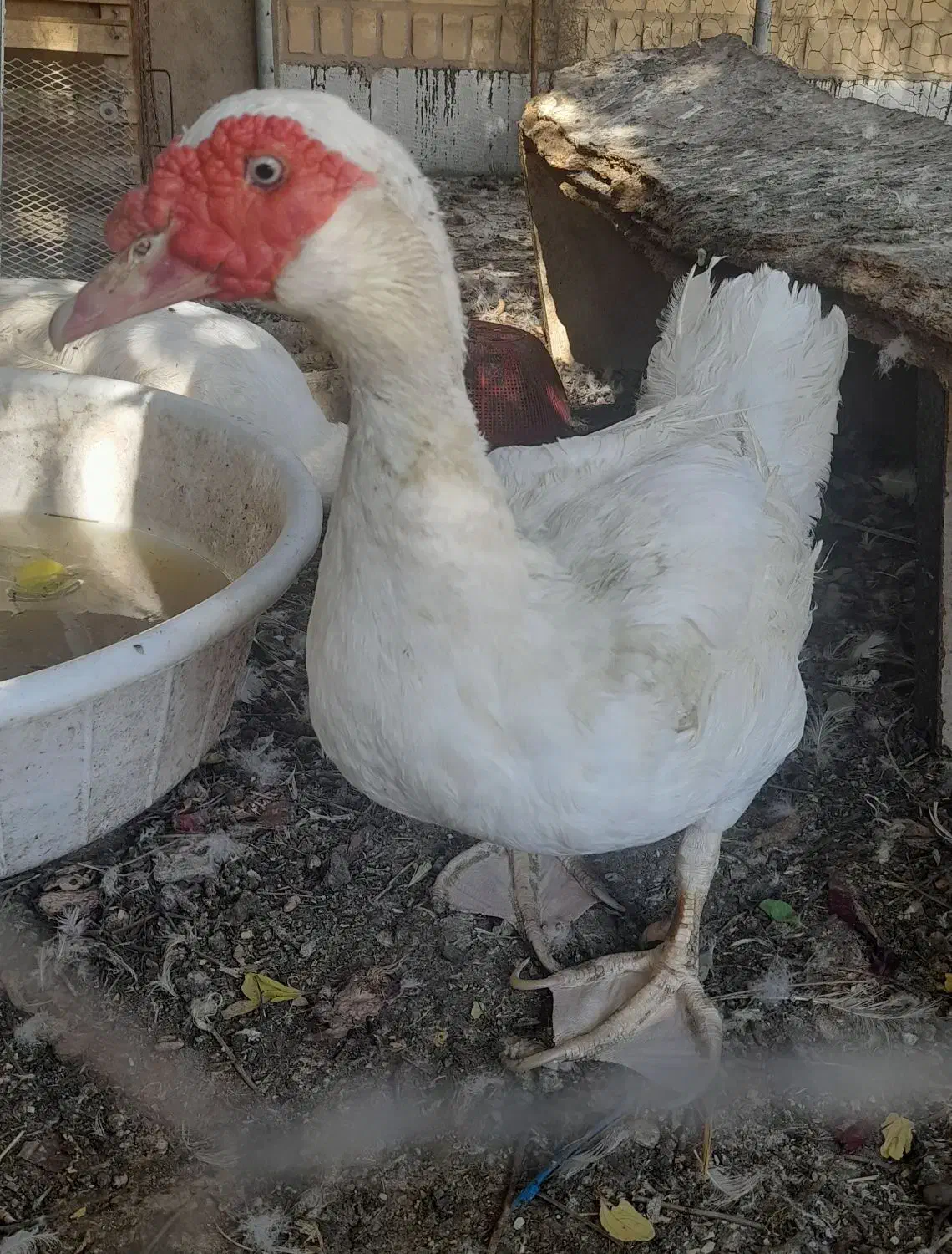 اردک روسی|حیوانات مزرعه|خرمشهر, |دیوار