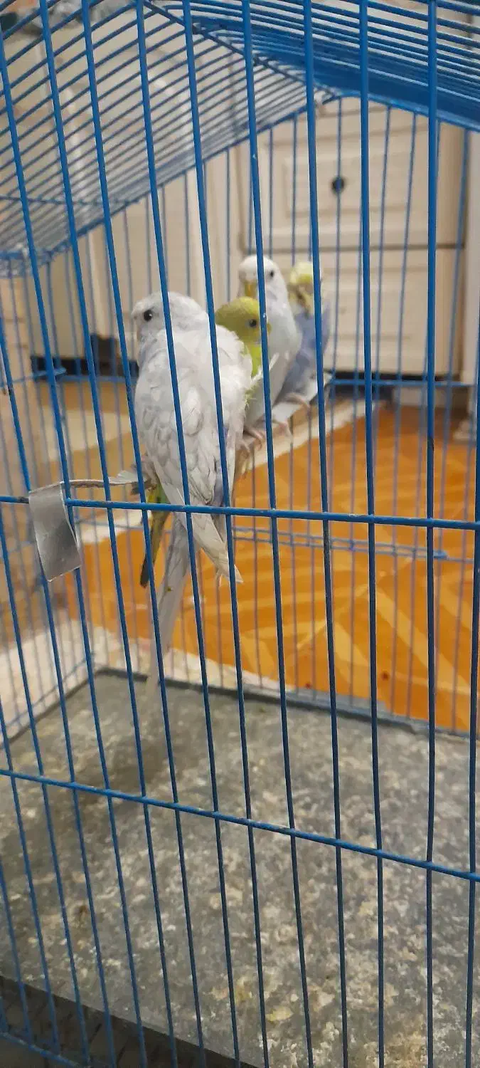 مرغ عشق فری ومعمولی|پرنده|مشهد, قائم|دیوار