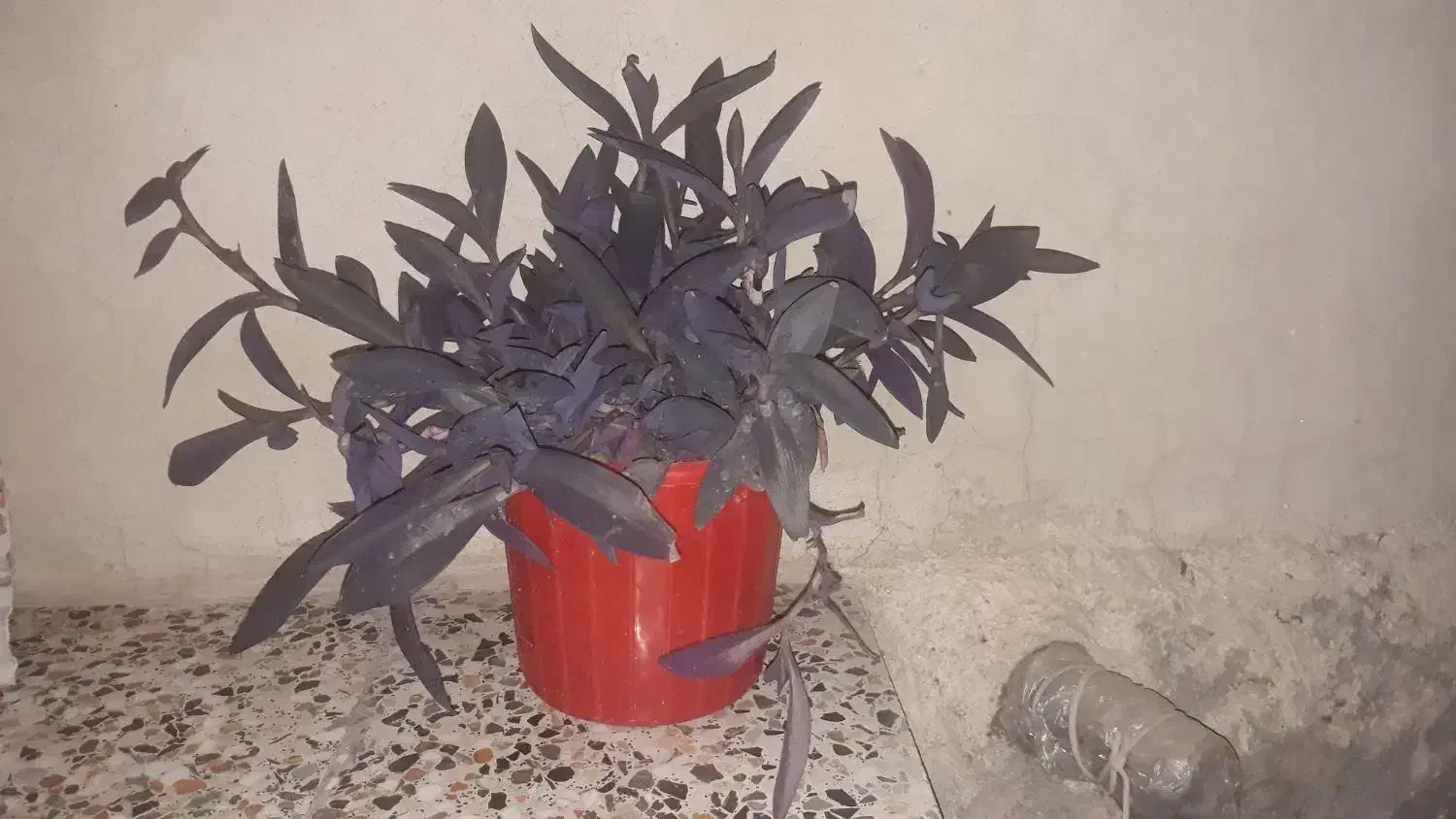 طراوت|گل و گیاه طبیعی|الشتر, |دیوار