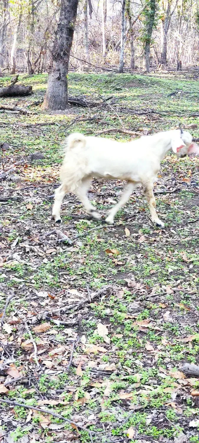 نر بز درشت قلم نژاد دار|حیوانات مزرعه|مینودشت, |دیوار