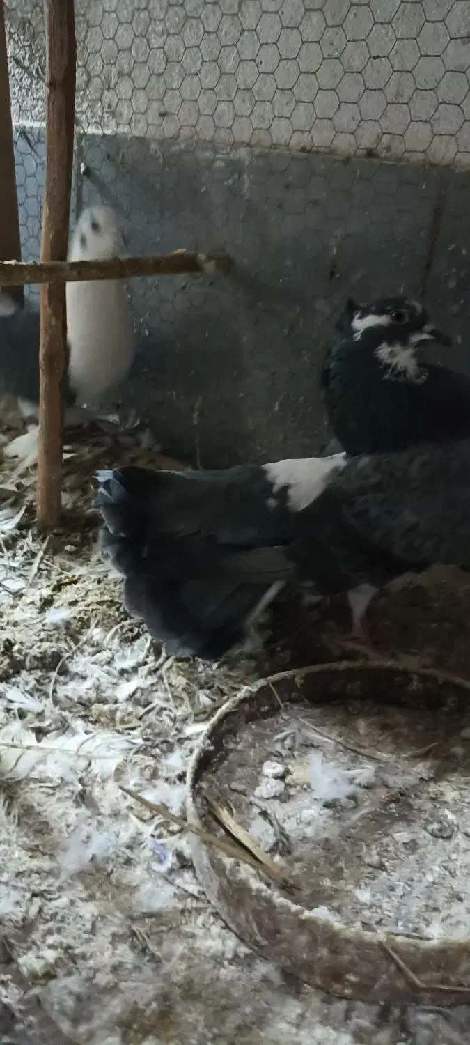 کبوتر دمچتری و تزیینی|پرنده|بابل, |دیوار