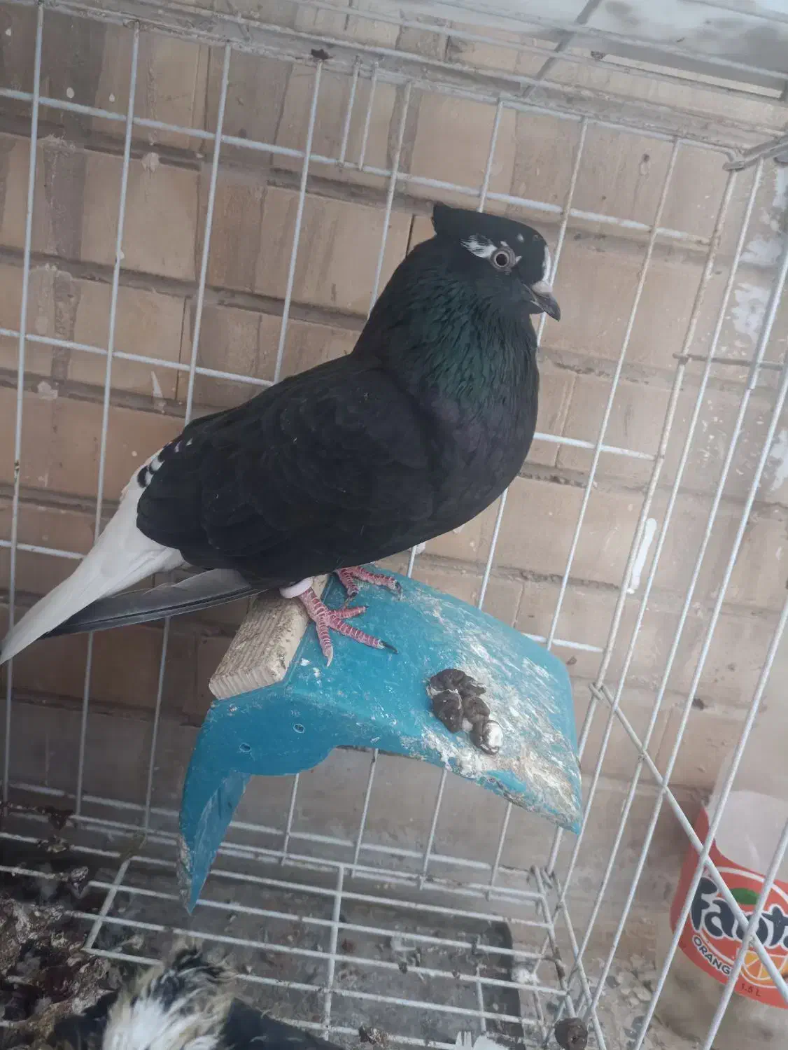 ماده دم سفید با جوجه|پرنده|بندر ماهشهر, |دیوار