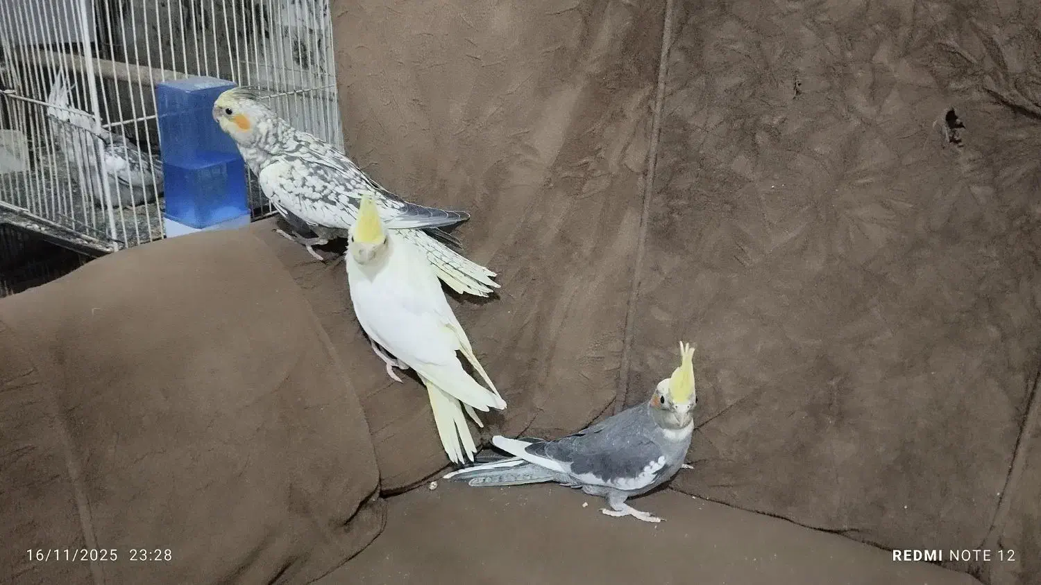 عروس هلندی|پرنده|زابل, |دیوار