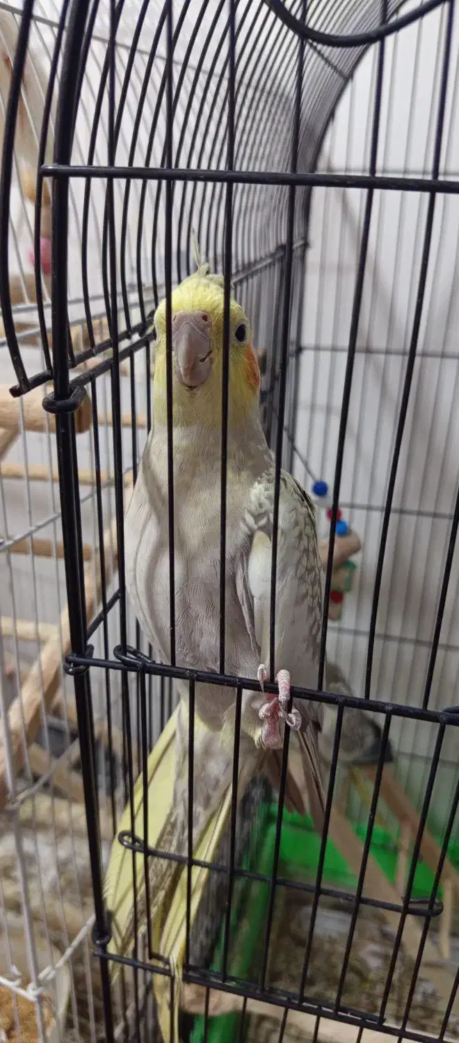 عروس هلندی ماده|پرنده|رودسر, |دیوار