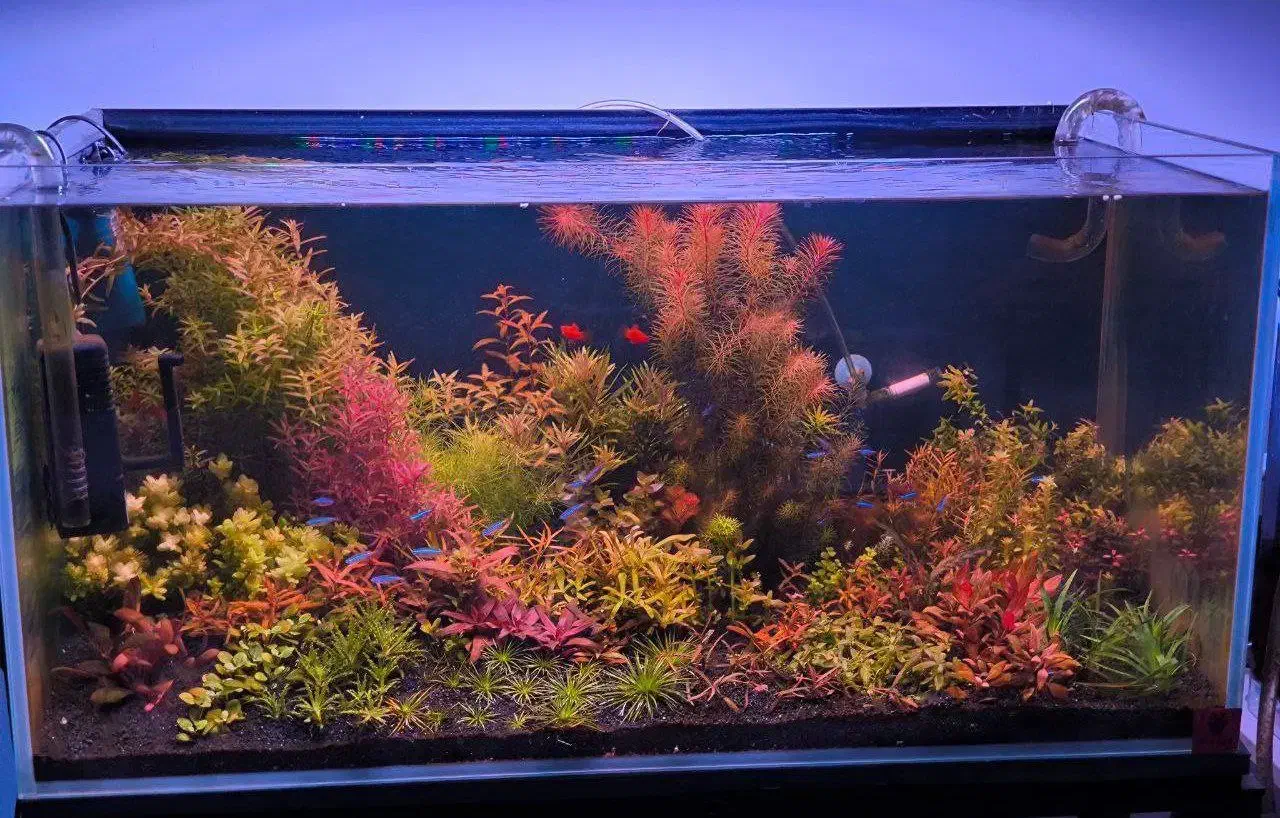 پک کامل گیاهان پلنت|ماهی|اراک, |دیوار