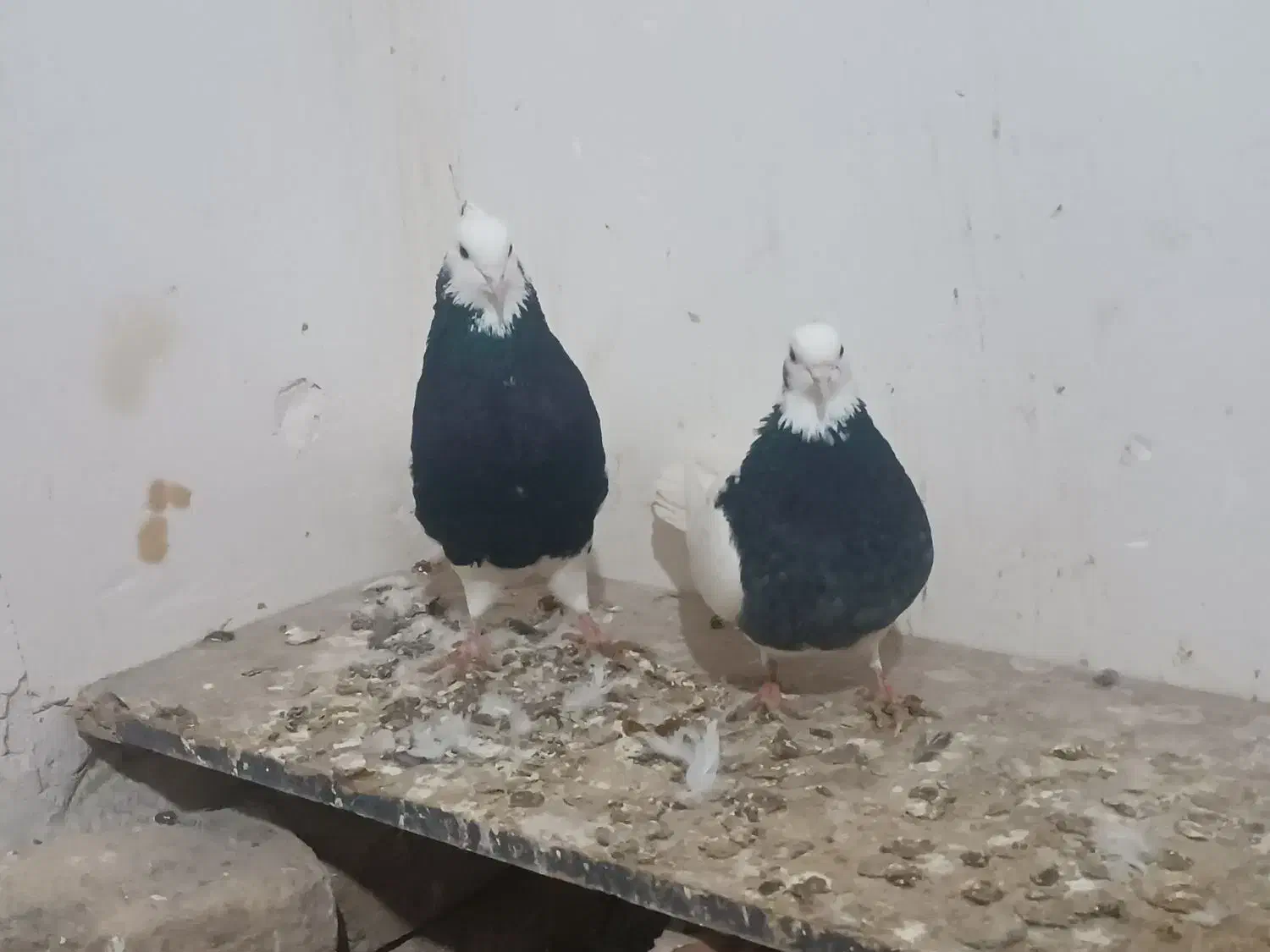 کبوتر|پرنده|اسفراین, |دیوار