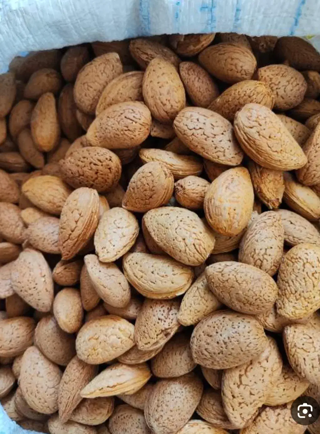 بادام سنگی ومغز فسنجانی و سفید|حراج|کرمانشاه, |دیوار