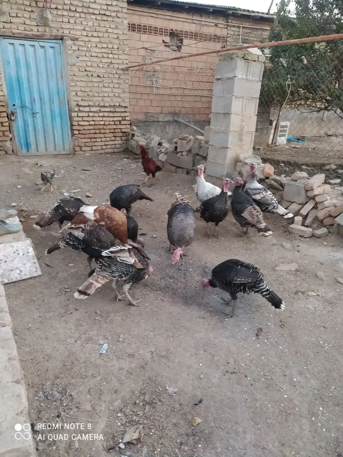 فروش بوقلمون ماده ونر|حیوانات مزرعه|انبارآلوم, |دیوار