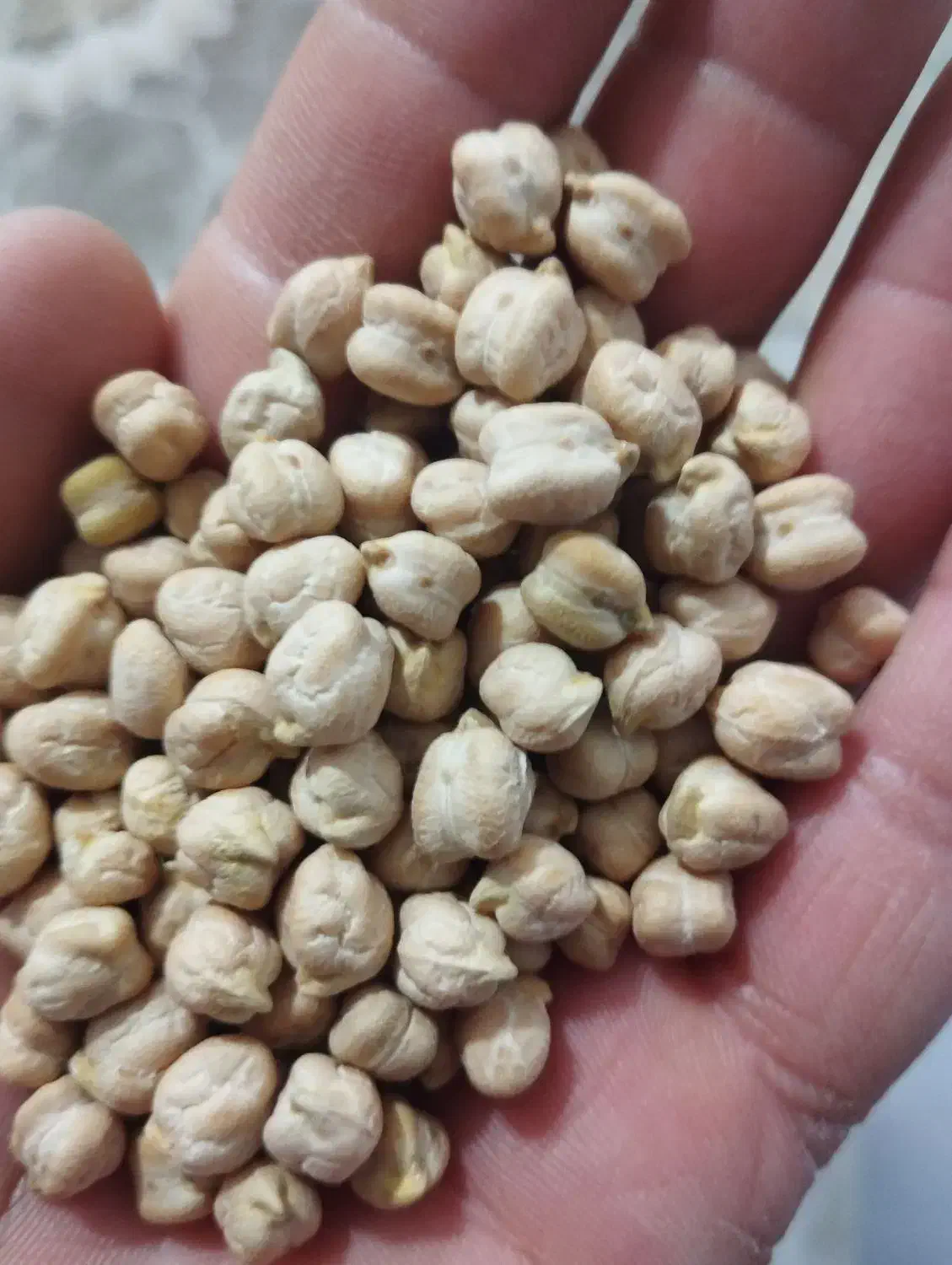 نخود گوکسو ترکی|خوردنی و آشامیدنی|روانسر, |دیوار