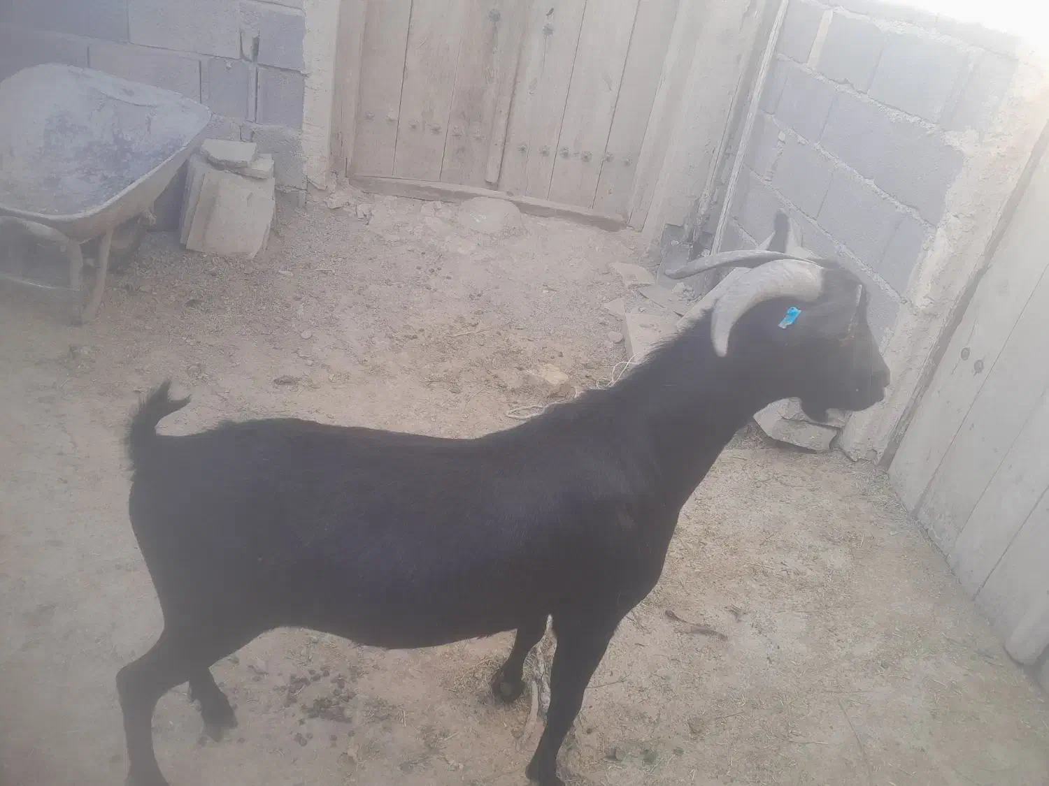 نربز مورسیاه|حیوانات مزرعه|شهرضا, |دیوار