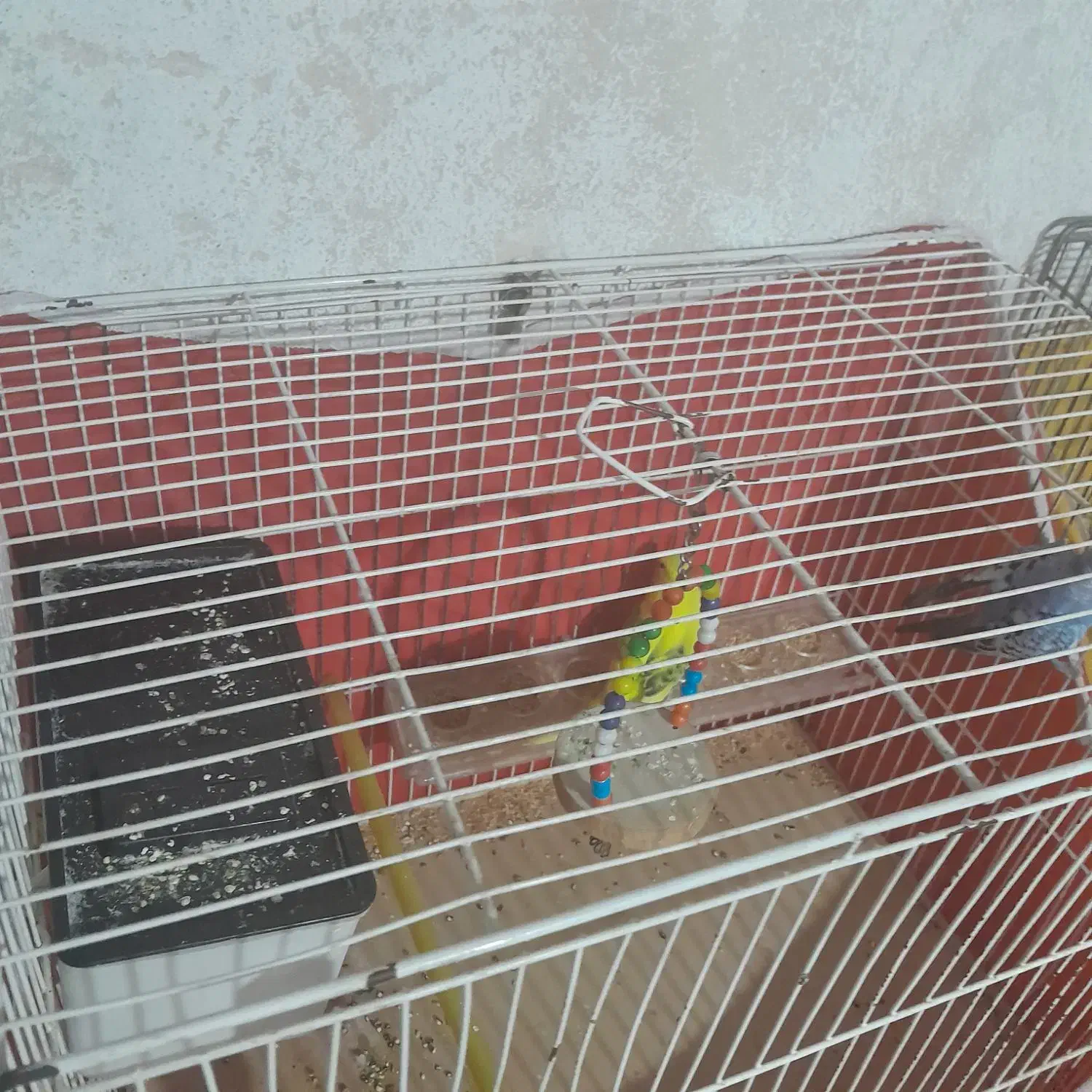 باسلام مرغ عشق تخم کن جفت|پرنده|قزوین, |دیوار