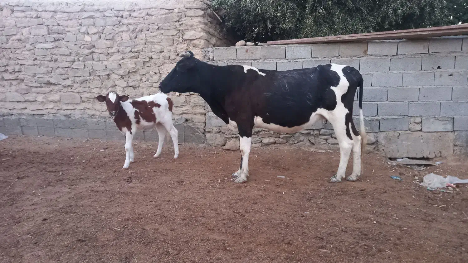 گاو با گوساله ماده|حیوانات مزرعه|مراوه, |دیوار