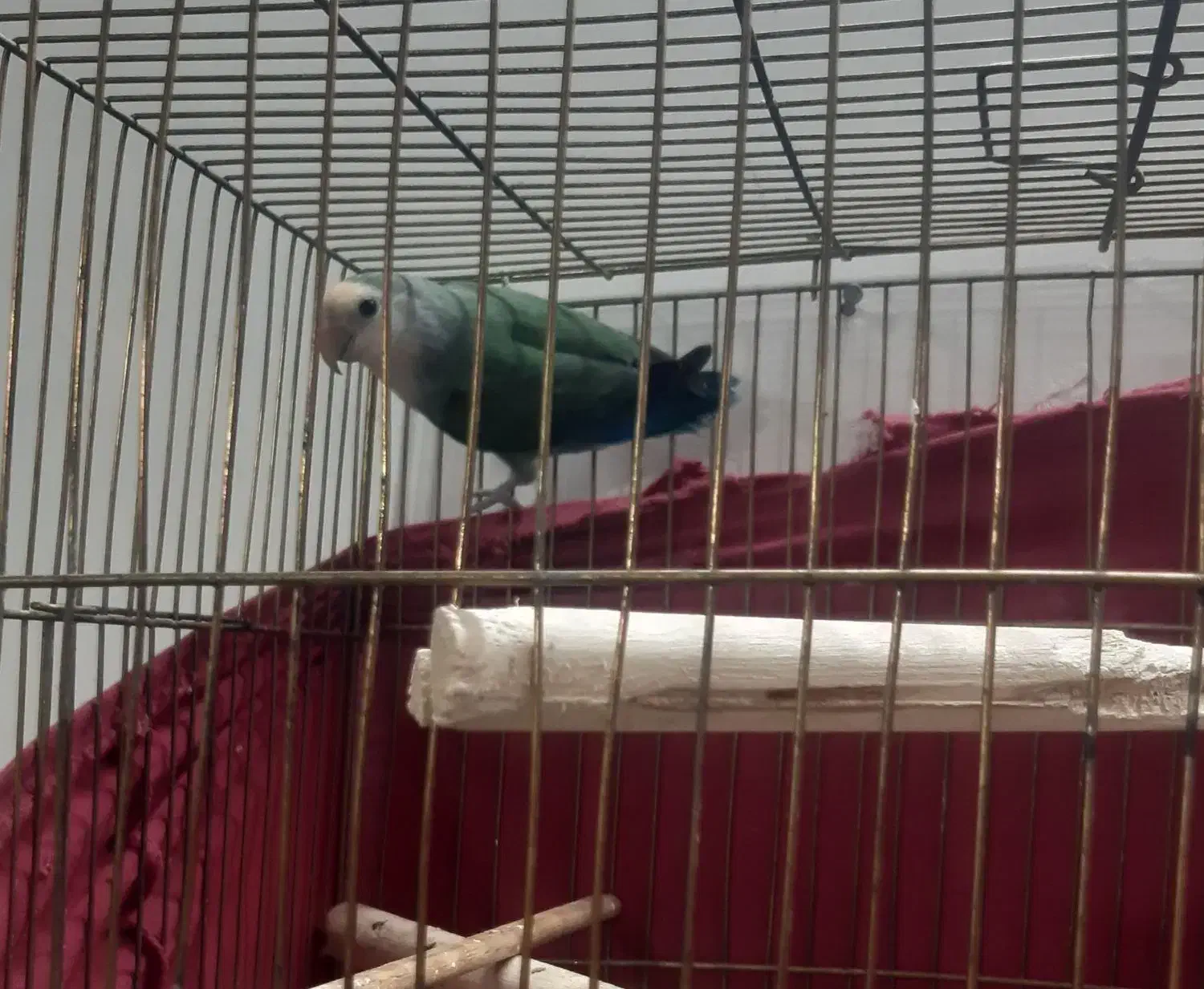 طوطی برزیلی|پرنده|ورامین, خیر آباد|دیوار