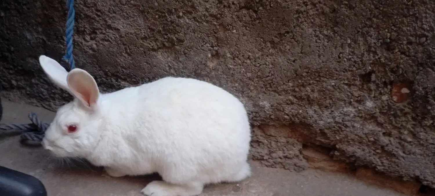 خرگوش لپ دار|موش و خرگوش|زرند, |دیوار