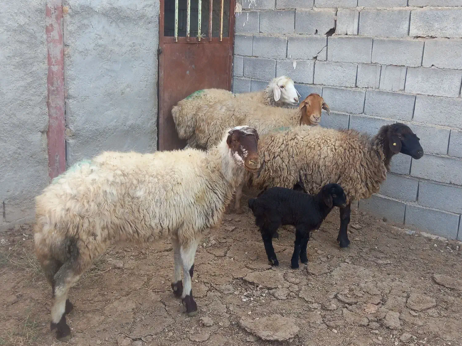 میش بره دار شیشک|حیوانات مزرعه|بجنورد, |دیوار