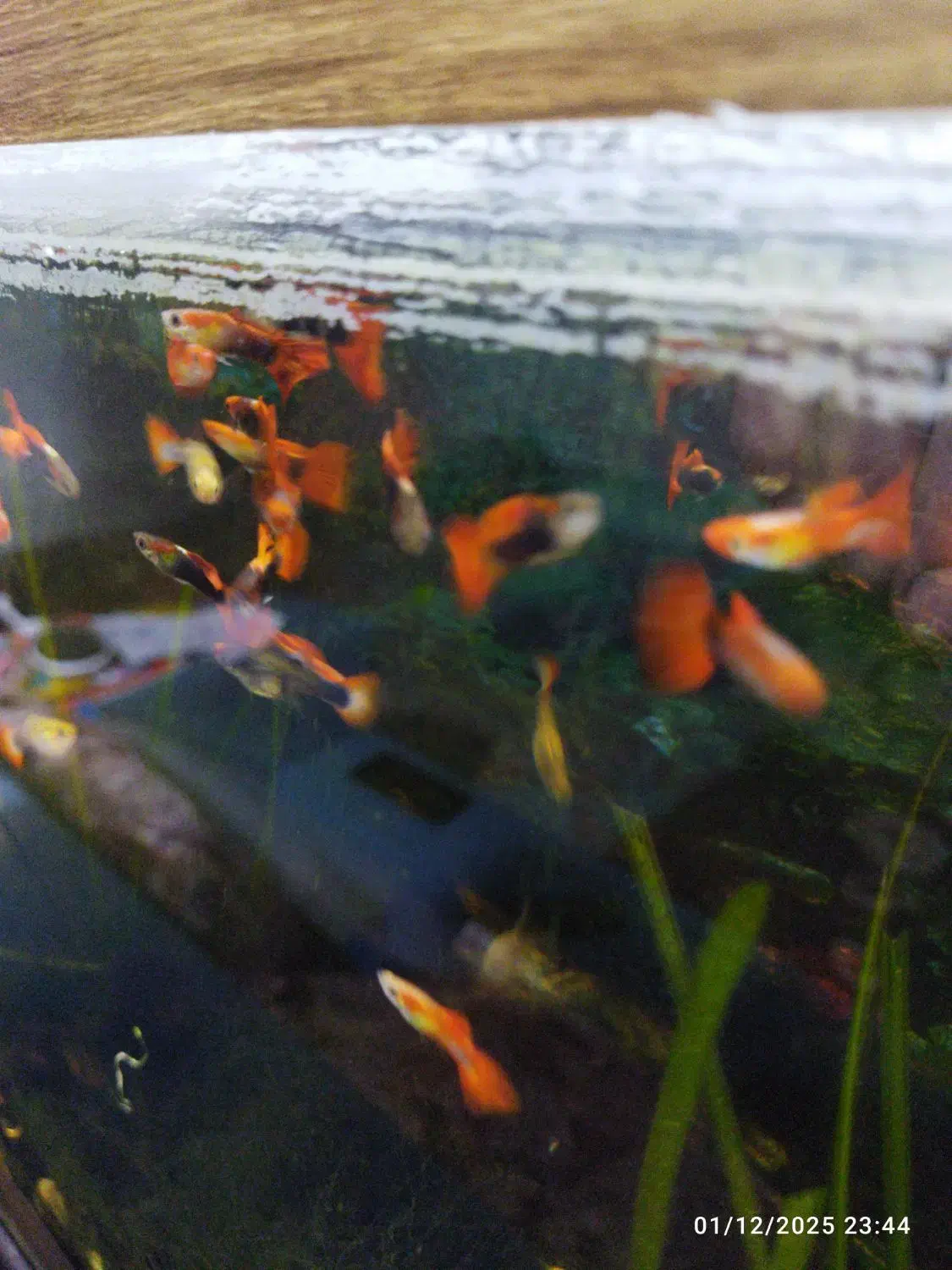 ماهی|ماهی|مشهد, ثامن|دیوار