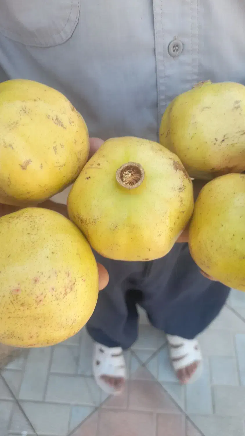 انارمیخوش آبدارفسا|خوردنی و آشامیدنی|شیراز, برمشور علیا|دیوار