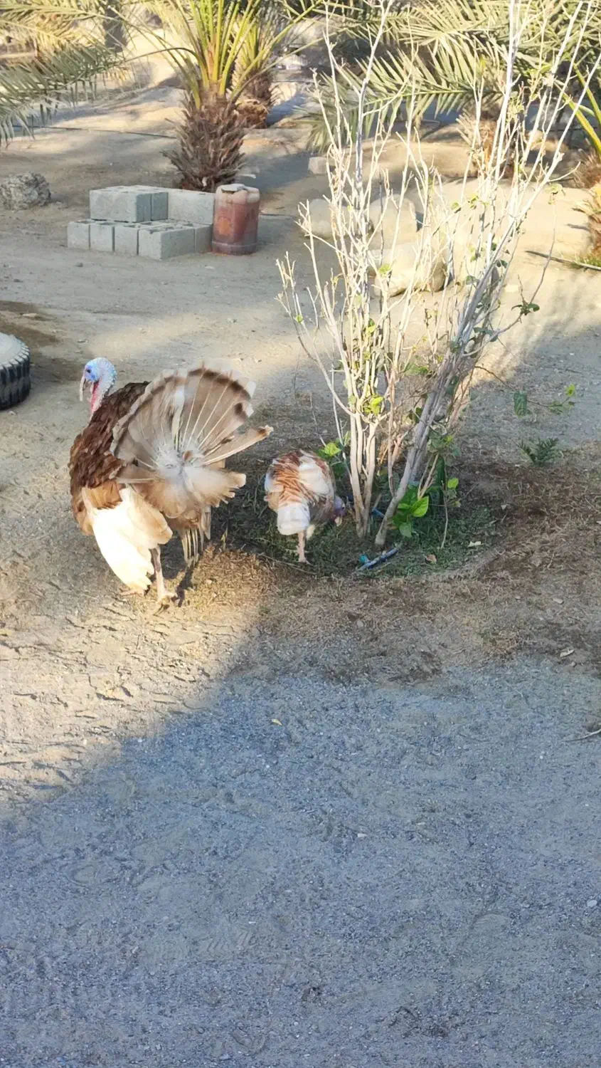 بوقلمون|حیوانات مزرعه|میناب, |دیوار