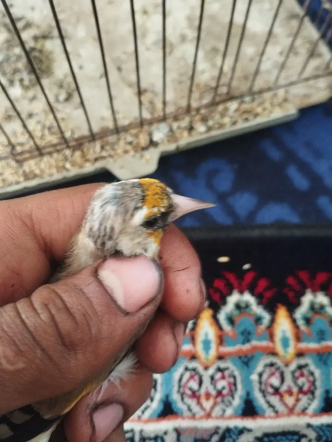 سهره دورگ سرسیاه معاوضه با قناری تکی یا جفتی|پرنده|مرودشت, فاز اول شهرک فرهنگیان|دیوار