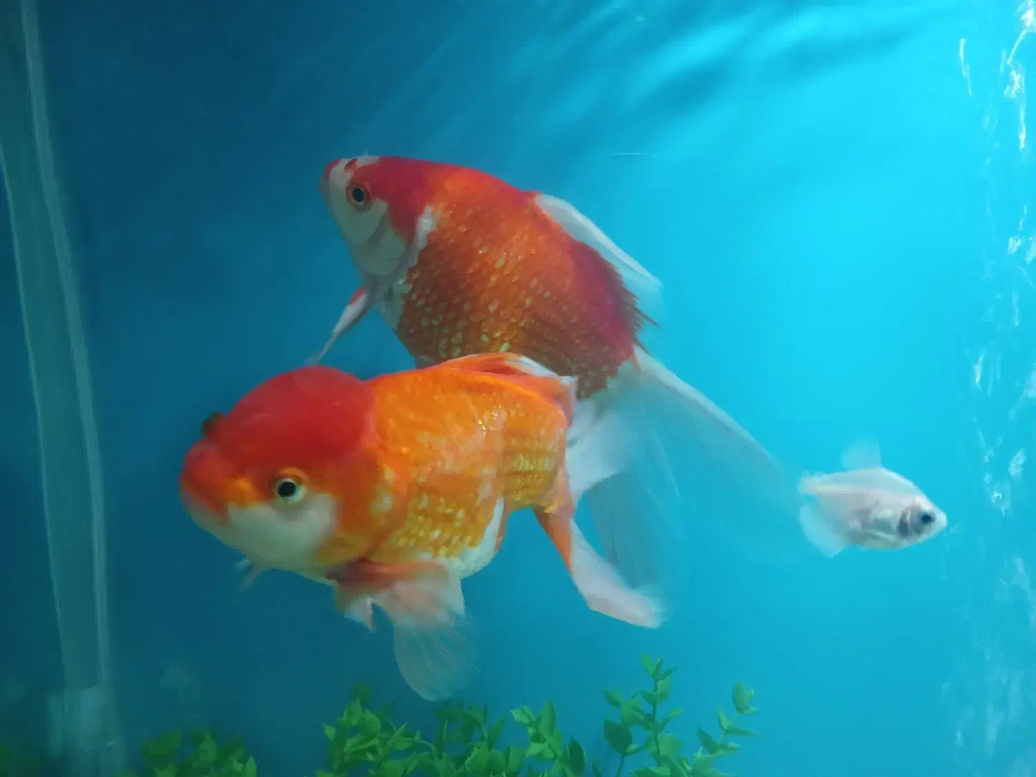 یک جفت ماهی گلد فیش|ماهی|کاشان, لتحر|دیوار