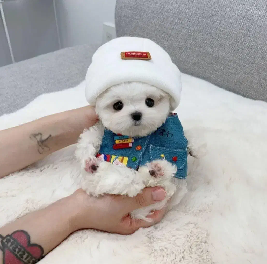 سگ سایزریز|سگ|قم, یزدانشهر|دیوار