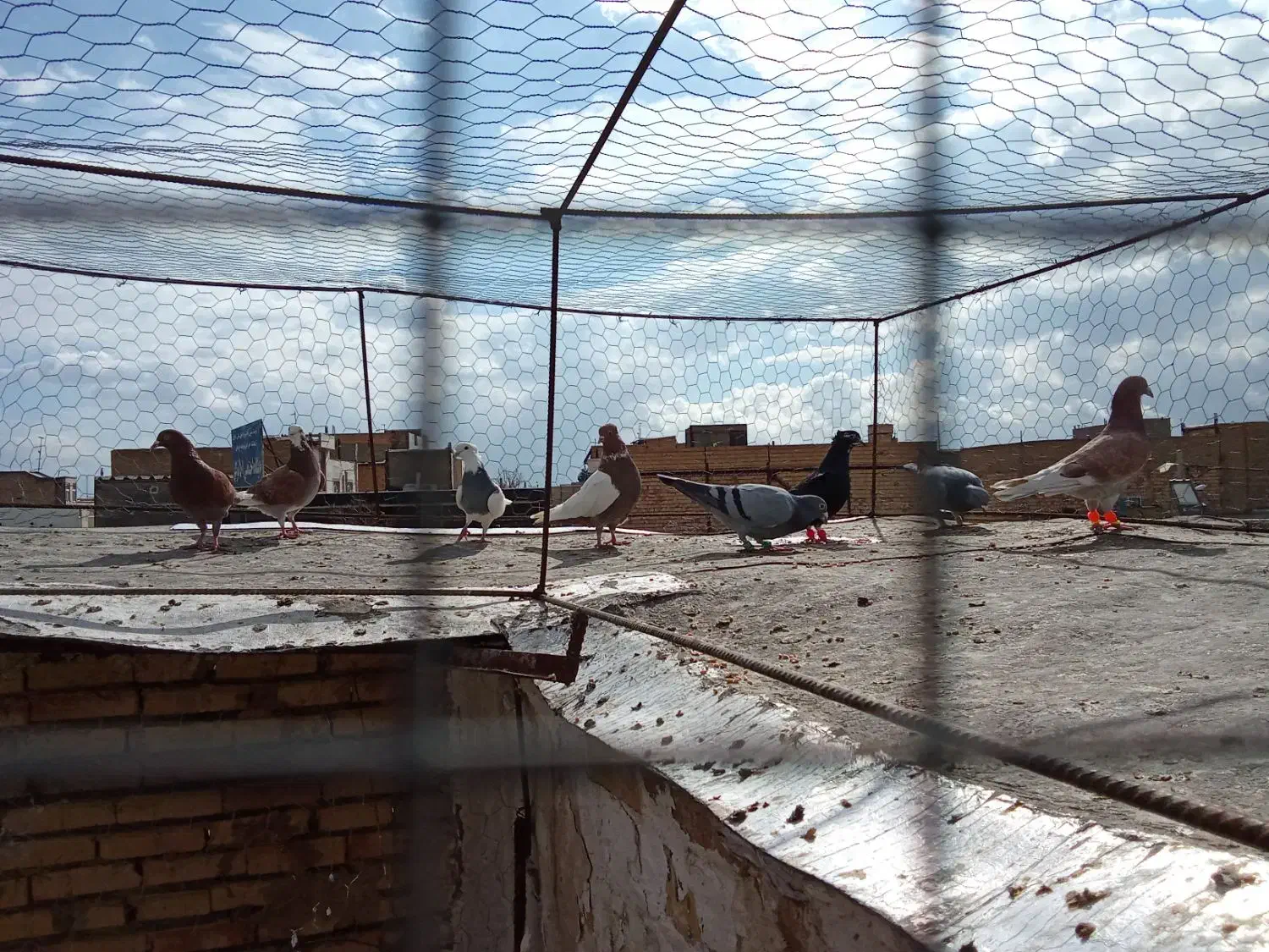 کفتر|پرنده|مشهد, کوشش|دیوار