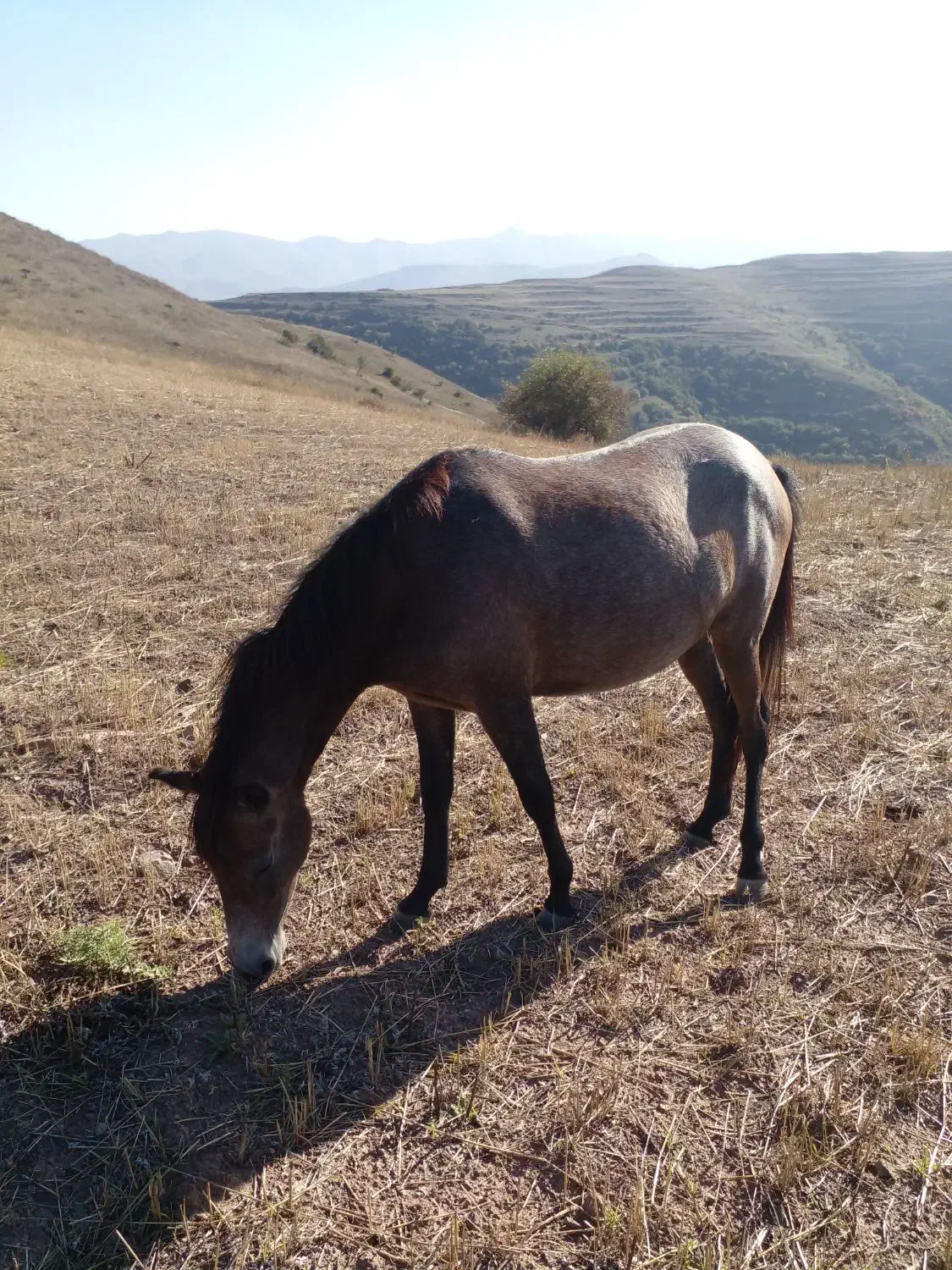 اسب ماده|اسب و تجهیزات اسبسواری|اهر, |دیوار