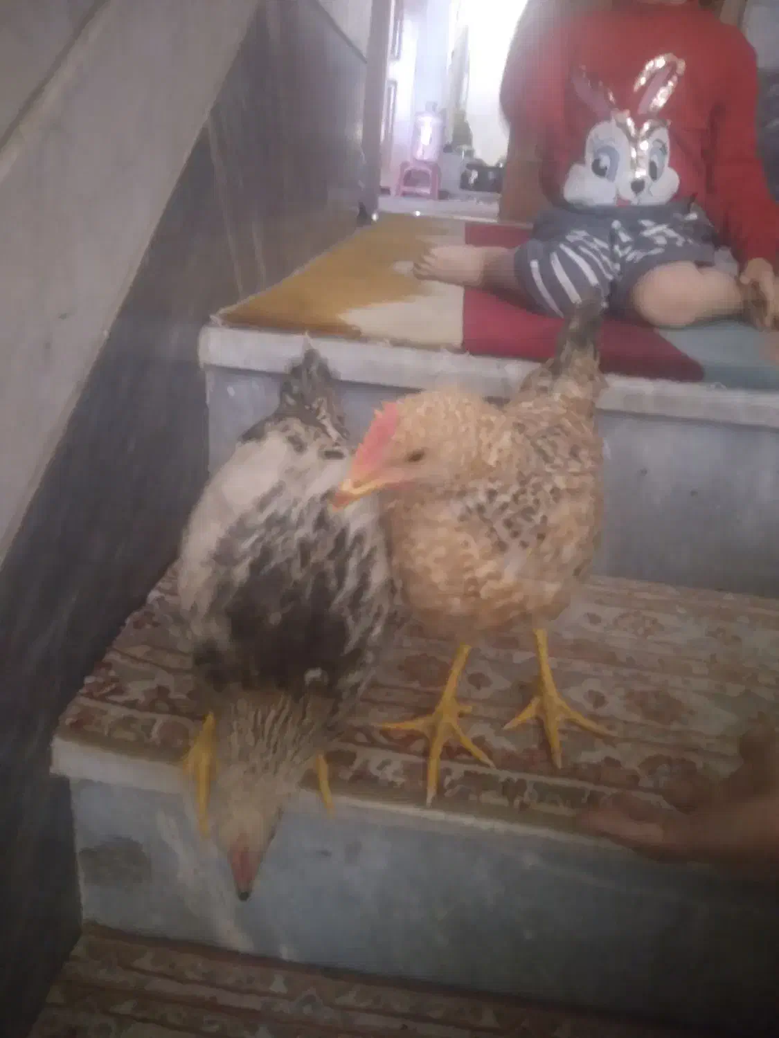 جوجه|حیوانات مزرعه|قم, نیروگاه|دیوار