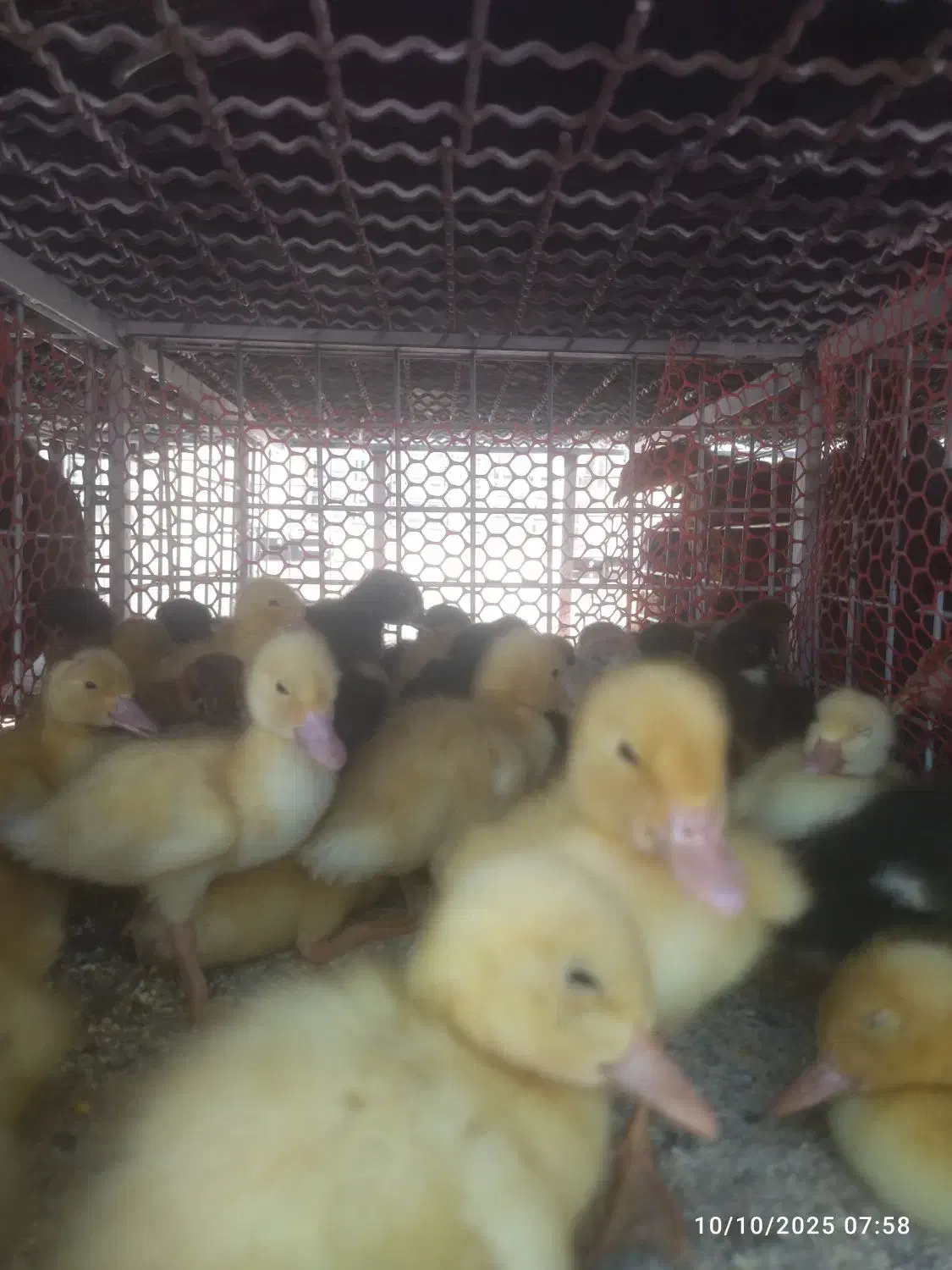 جوجه محلی سلطان جوجه رنگی بلدرچین|حیوانات مزرعه|کوخرد هرنگ, |دیوار