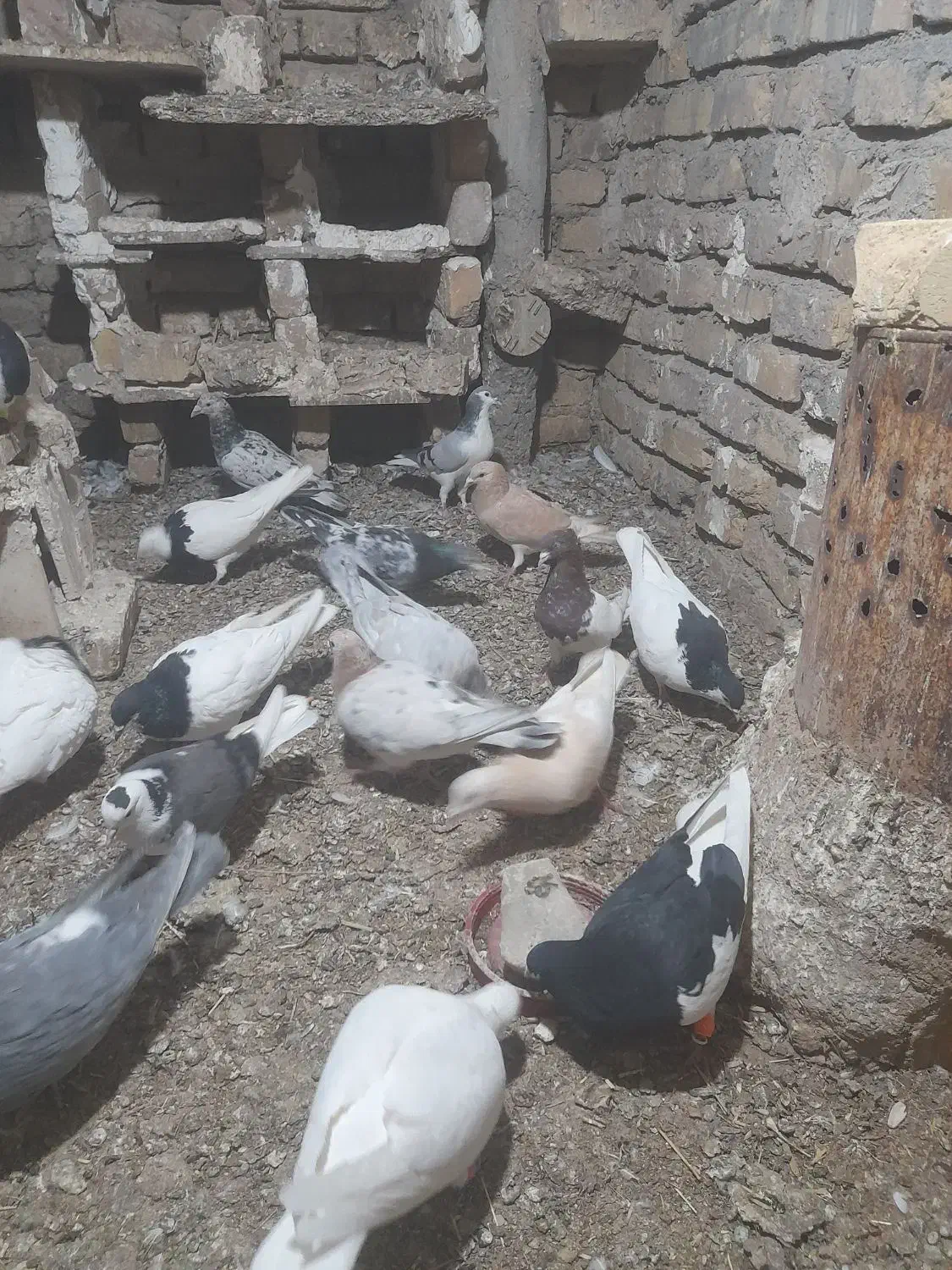 کبوتر کفتر|پرنده|دشتابی, |دیوار