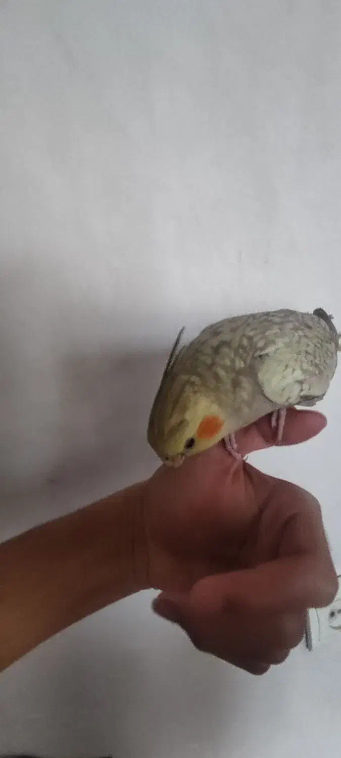 عروس هلندی مرواریدی رام دستیمعاوضه با طوطی کوتوله|پرنده|کرمان, |دیوار