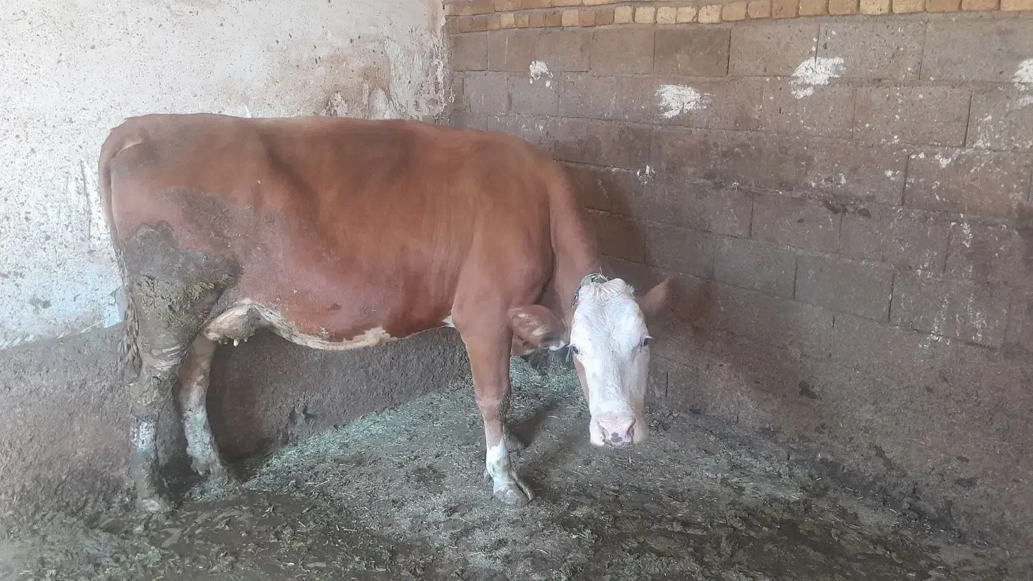 گاو سیمینتال|حیوانات مزرعه|بروجرد, |دیوار