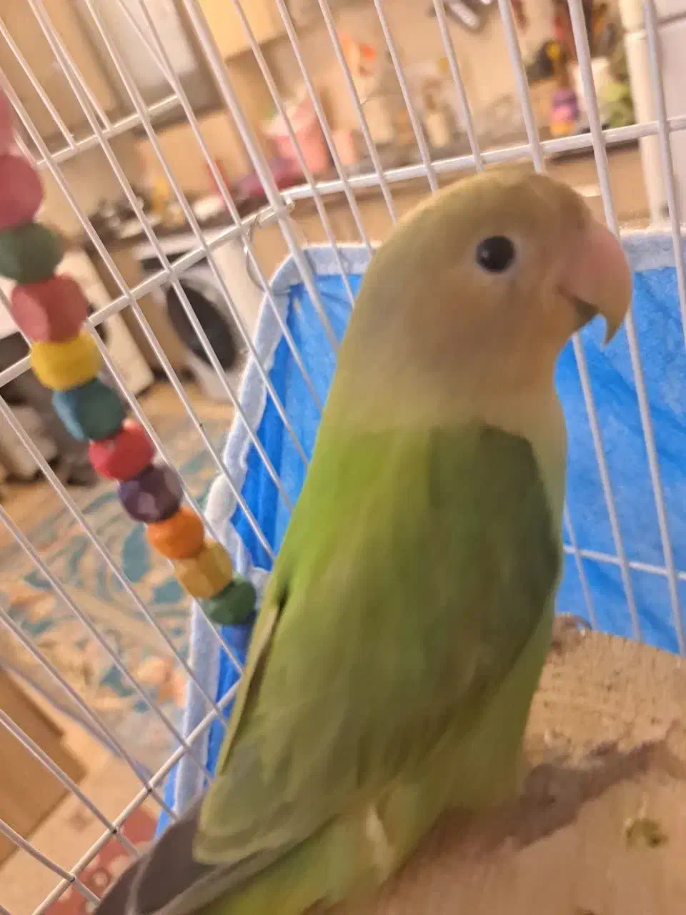 طوطی برزیلی دو ماهه|پرنده|شهریار, شهرک شاهد|دیوار